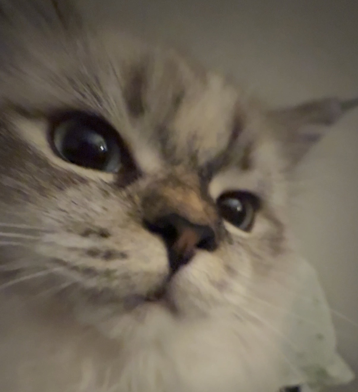 Kiri the Cat